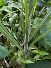 Paspalum fasciculatum