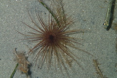 Pachycerianthus solitarius