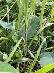Paspalum fasciculatum