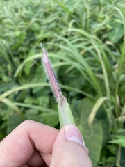 Paspalum fasciculatum