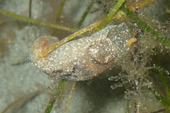 Haminoea navicula