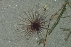 Pachycerianthus solitarius