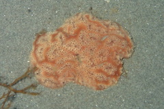 Aplidium nordmanni