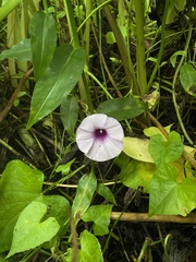 Ipomoea tiliacea