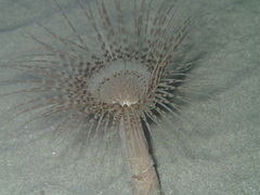 Pachycerianthus solitarius