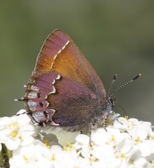 Callophrys muiri