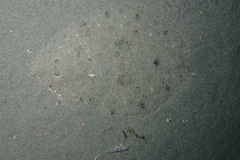 Scophthalmus rhombus