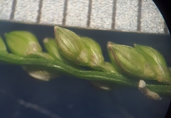 Urochloa reptans