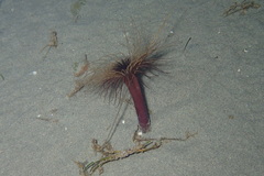 Pachycerianthus solitarius