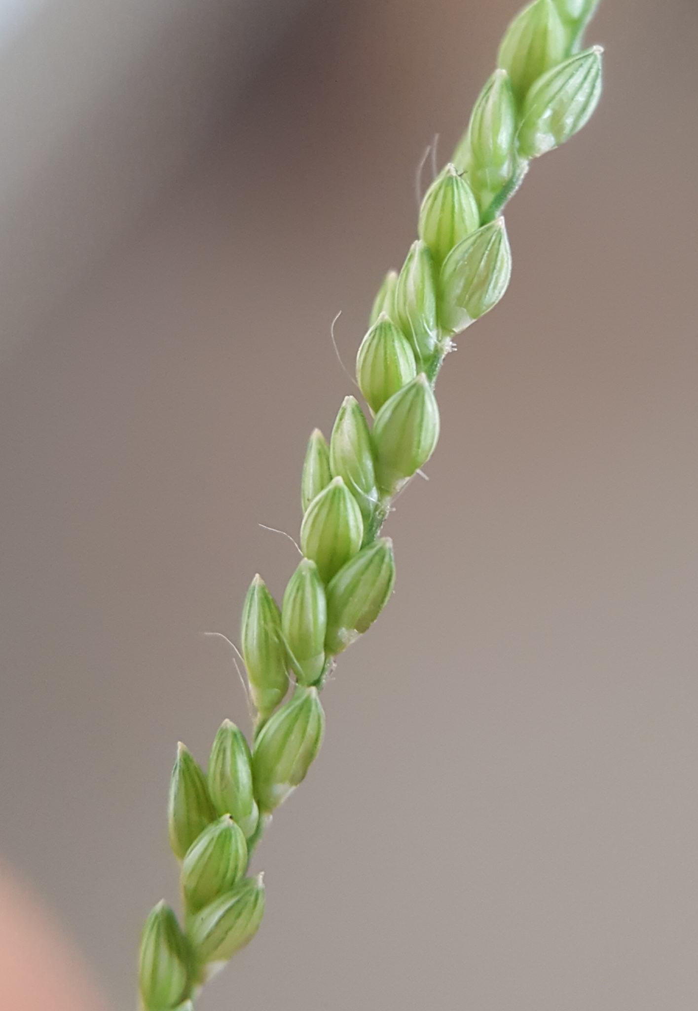 (c) François Rousseu, certains droits réservés (CC BY-NC) https://www.inaturalist.org/observations/107116761