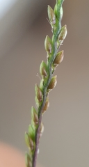 Urochloa reptans