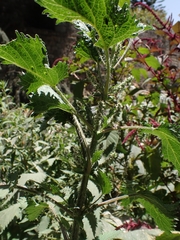 Urtica simensis