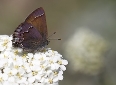 Callophrys muiri