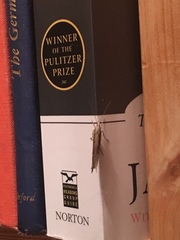 Ypsolopha mucronella