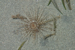 Pachycerianthus solitarius