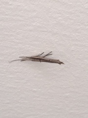 Ypsolopha mucronella