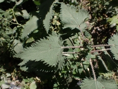 Urtica simensis