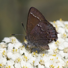 Callophrys muiri