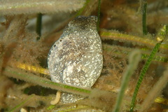 Haminoea navicula