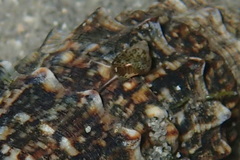 Tricolia