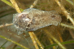 Haminoea navicula