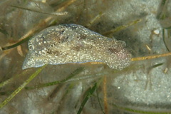 Haminoea navicula