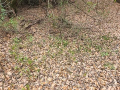 Ruellia blechum image