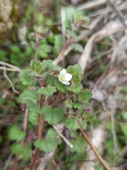 Veronica cymbalaria
