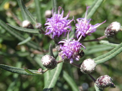 Lessingianthus rubricaulis
