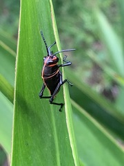 Romaleini