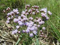 Chromolaena hirsuta