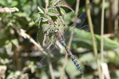 Rhionaeschna diffinis