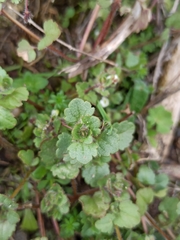 Veronica cymbalaria