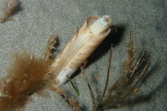 Ensis minor