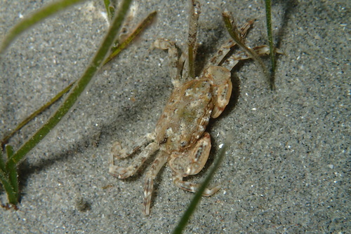 Brachynotus sexdentatus (Risso, 1827)