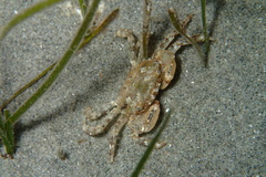 Brachynotus sexdentatus