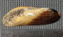 Modiolinae