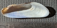 Modiolinae