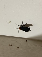 Apistosia judas