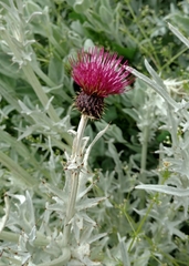Cirsium douglasii