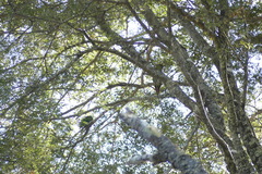 Enicognathus leptorhynchus