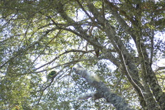 Enicognathus leptorhynchus