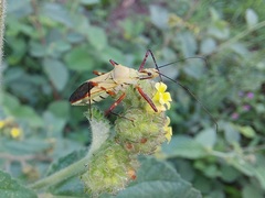 Zelus laticornis
