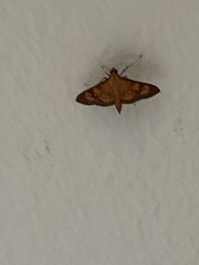 Prenesta scyllalis