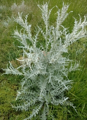 Cirsium douglasii