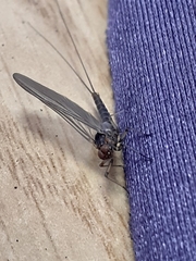 Ephemeroptera