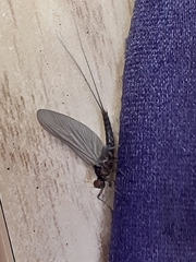 Ephemeroptera