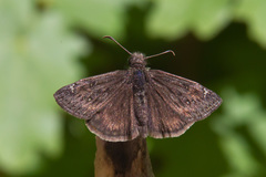 Erynnis meridianus