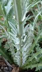 Cirsium douglasii