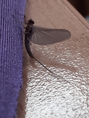 Ephemeroptera
